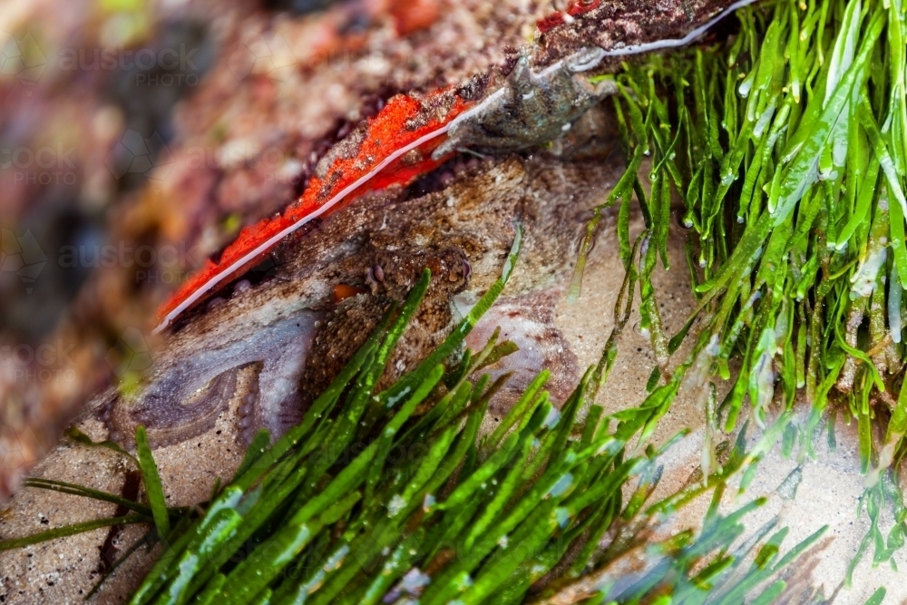 Octopus with long tentacles hiding among sea weed in coastal rock pool - Australian Stock Image