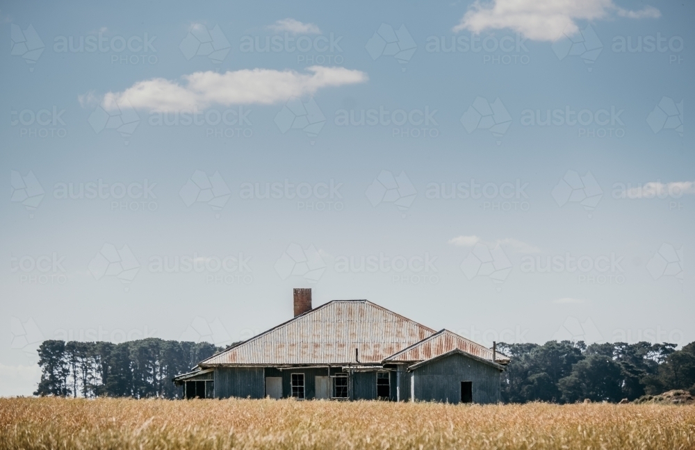 Old abandoned house in wheat field. - Australian Stock Image