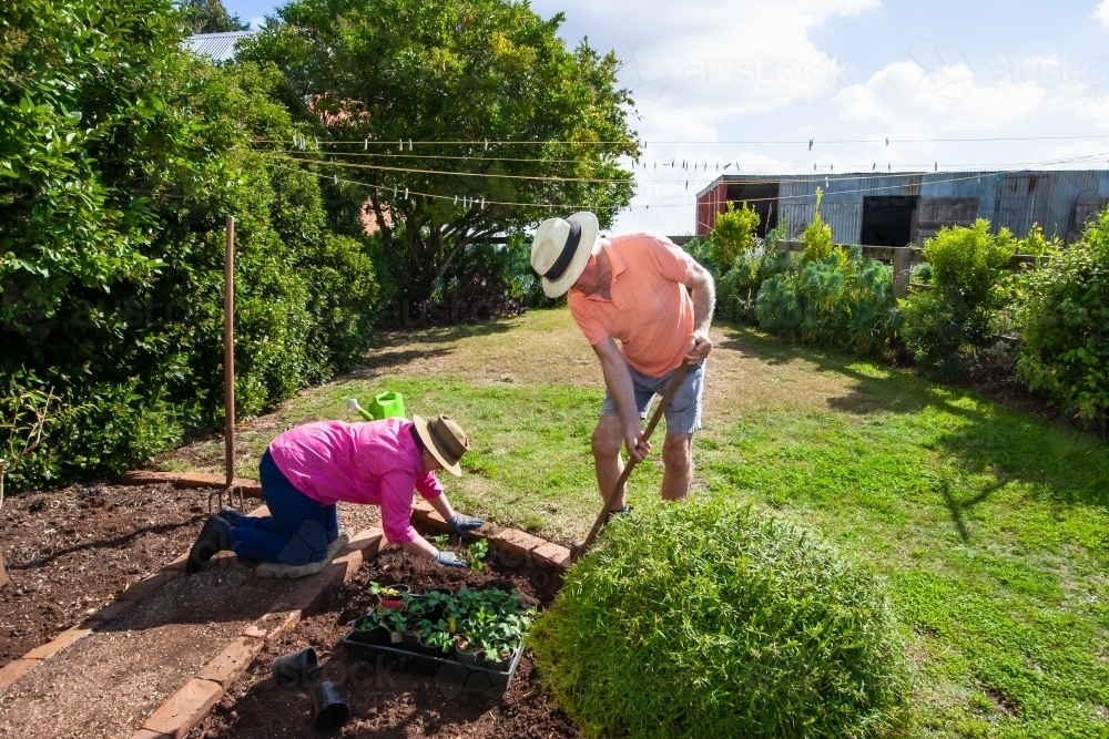 Old couple gardening in farm backyard planting strawberries - Australian Stock Image