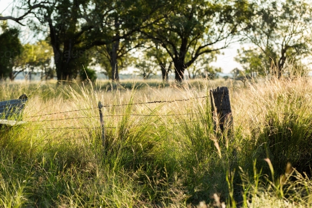 Old fence post with grass growing high around it - Australian Stock Image