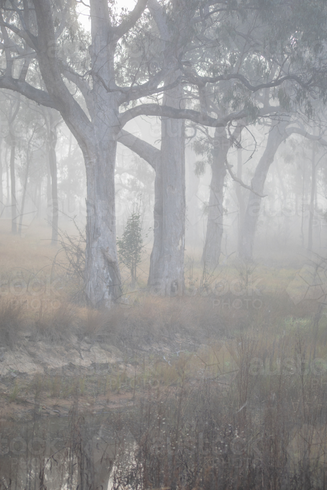 Old grey gum trees by a waterhole on a misty morning - Australian Stock Image