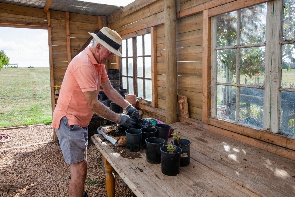 Old man potting a plant - Australian Stock Image