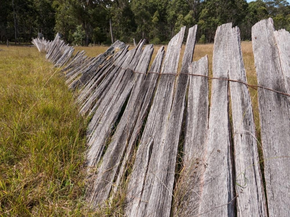 Old paling fence falling down in a grass paddock - Australian Stock Image