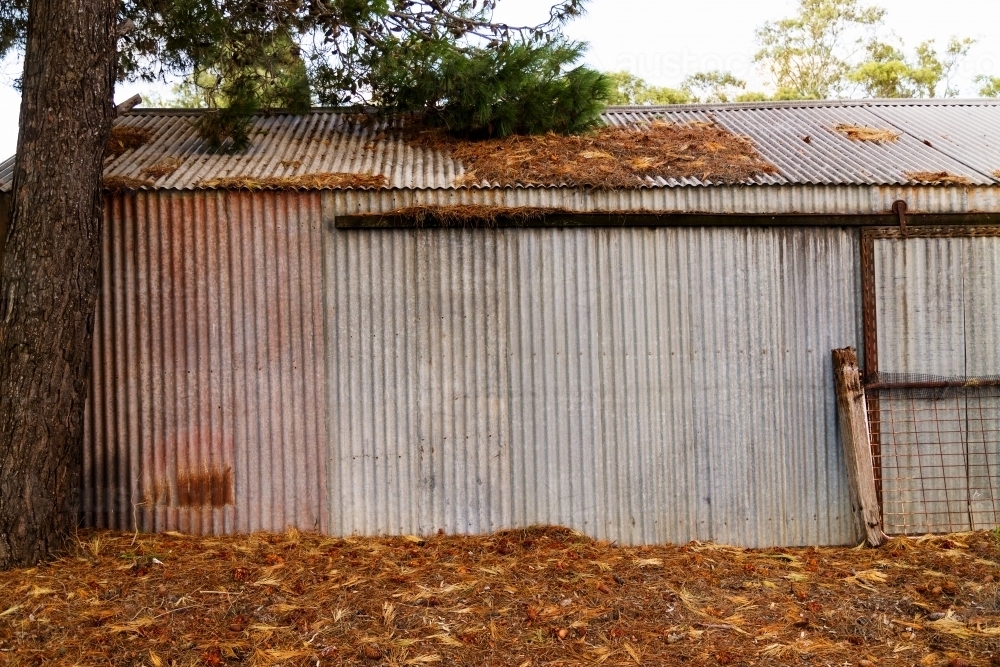 Old shed under a pine tree - Australian Stock Image