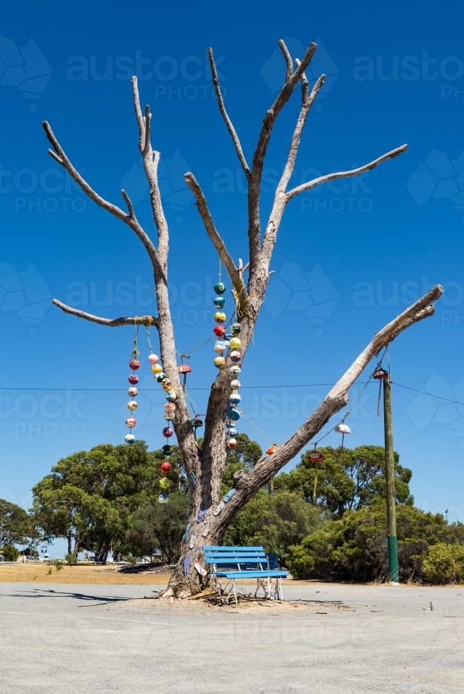 Old Tree With Buoys Hanging Off In Seaside Town - Australian Stock Image