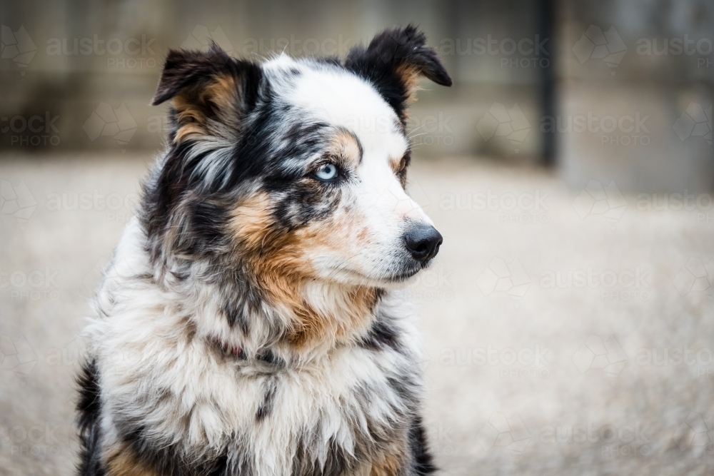 Old working dog. - Australian Stock Image