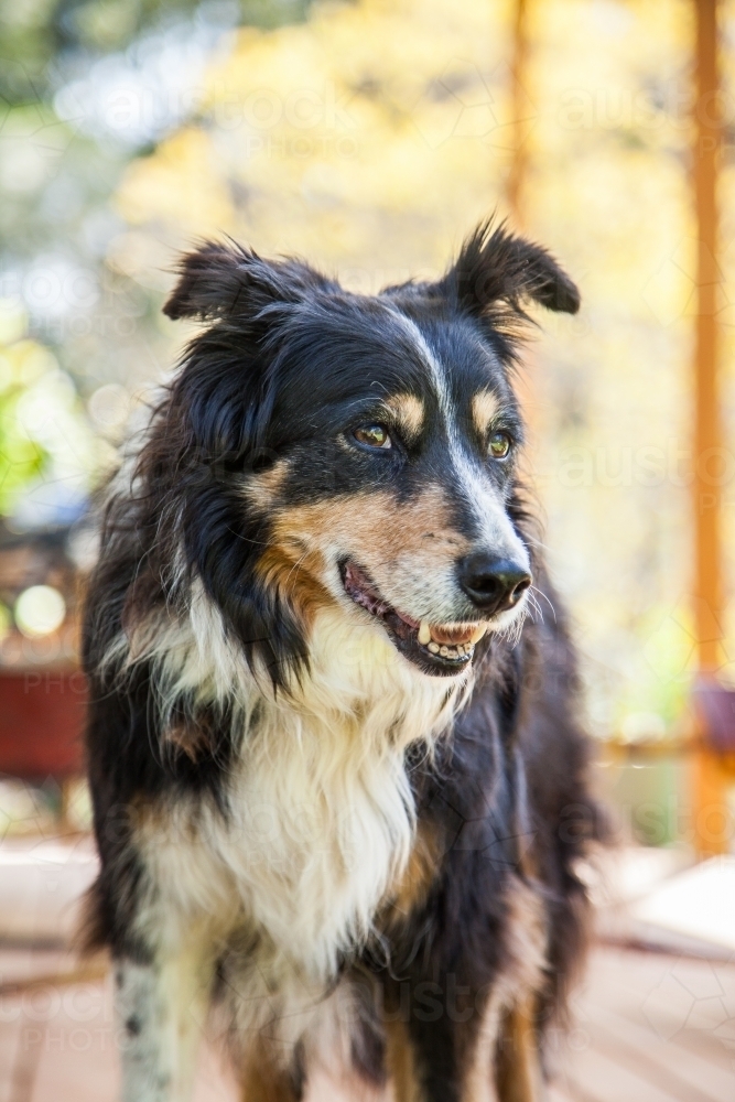 Old working farm dog on the veranda looking to the side - Australian Stock Image