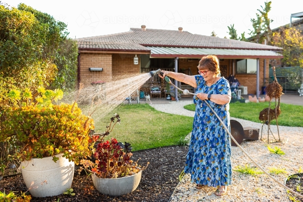 Older female in her backyard watering garden with hose in evening light - Australian Stock Image