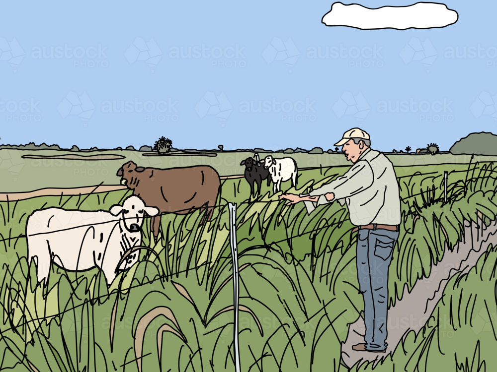 Older man leaning on fence looking at cows in grassy paddock - Australian Stock Image