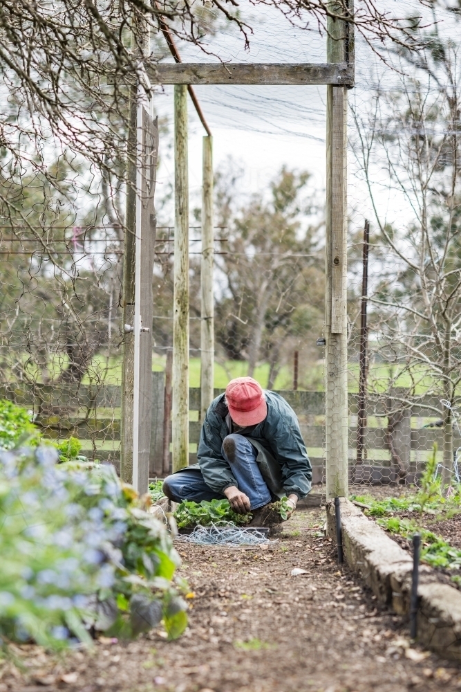 Older Man Working In Vegetable Garden - Australian Stock Image