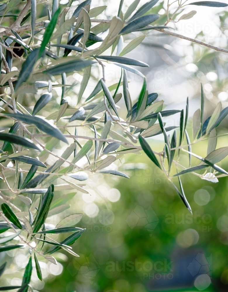 Image of Olive foliage in the sunshine. - Austockphoto