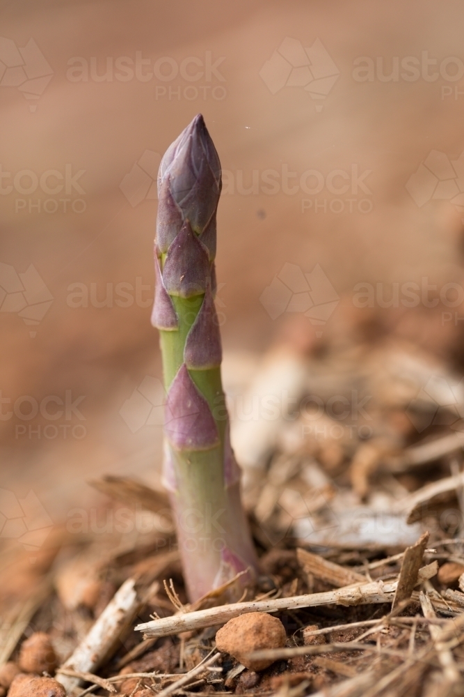 one asparagus spear emerging from the earth - Australian Stock Image