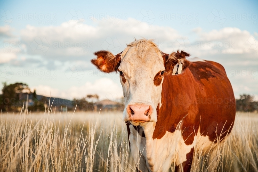 One cow close up in long grass of paddock on australian farm - Australian Stock Image