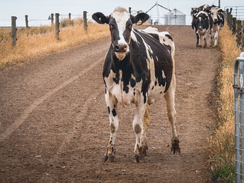 One dairy cow stops as the others keep on walking down the dirt  track - Australian Stock Image