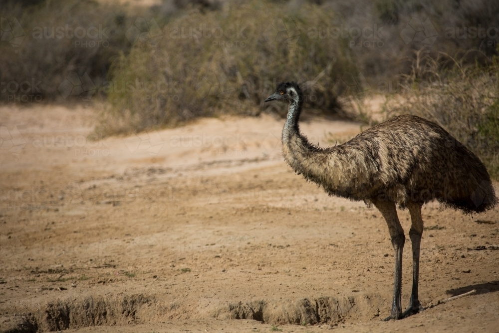 One emu in natural habitat - Australian Stock Image