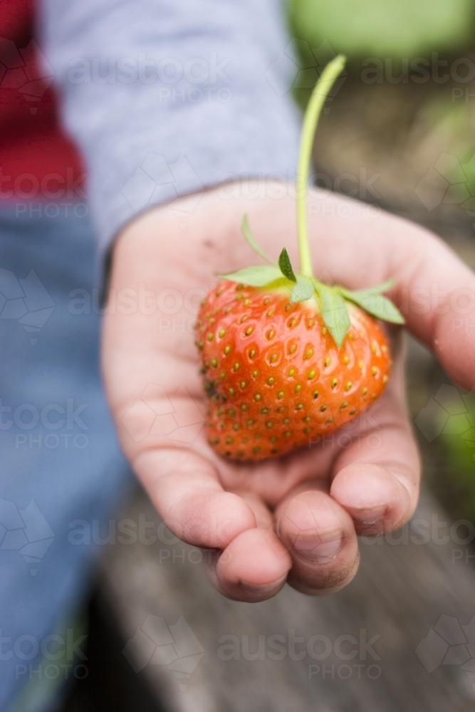 One fresh strawberry in child's hand - Australian Stock Image