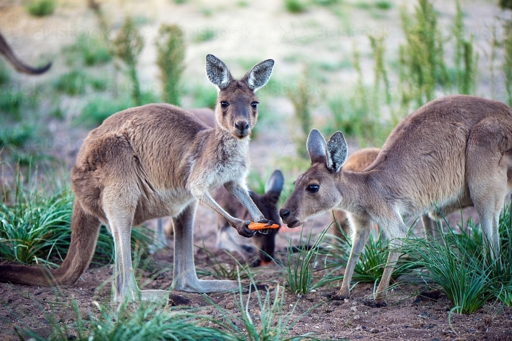 One kangaroo holding a carrot while the other kangaroo smells the carrot - Australian Stock Image