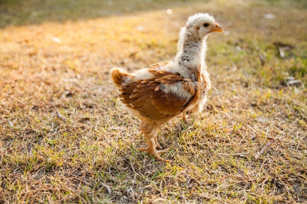 One month old chicken scratching in the grass in the backyard with afternoon sunlight - Australian Stock Image