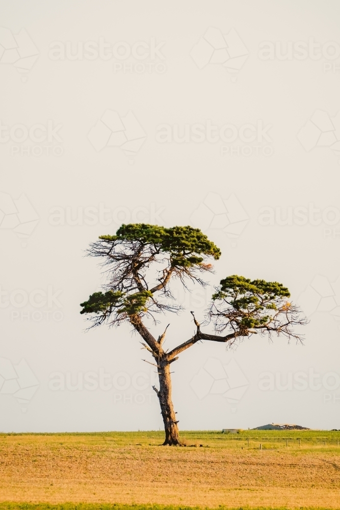 One old tall pine tree in a paddock. - Australian Stock Image