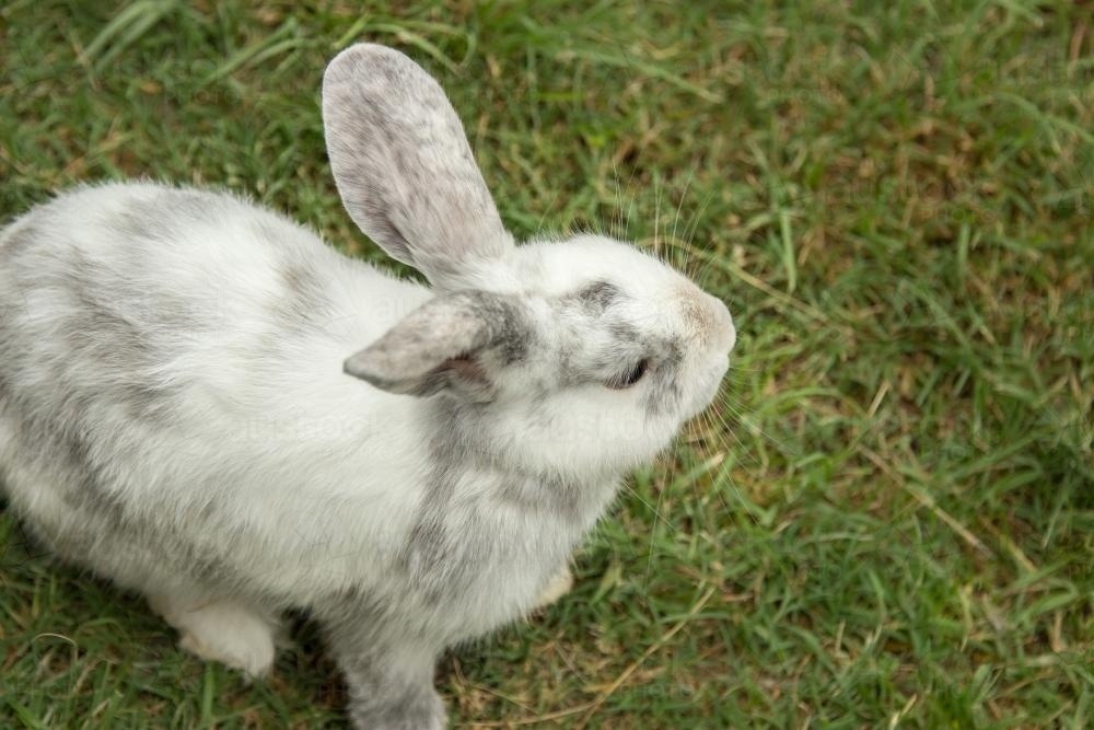 One rabbit on the grass - Australian Stock Image