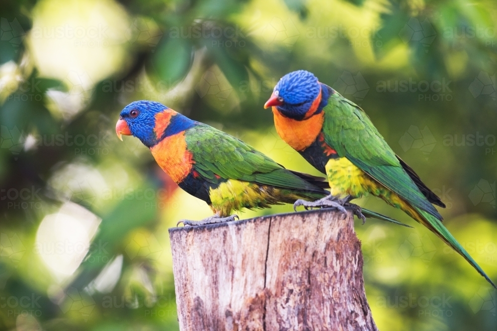 One rainbow lorikeet looking at another lorikeet's back while standing on a tree stump. - Australian Stock Image