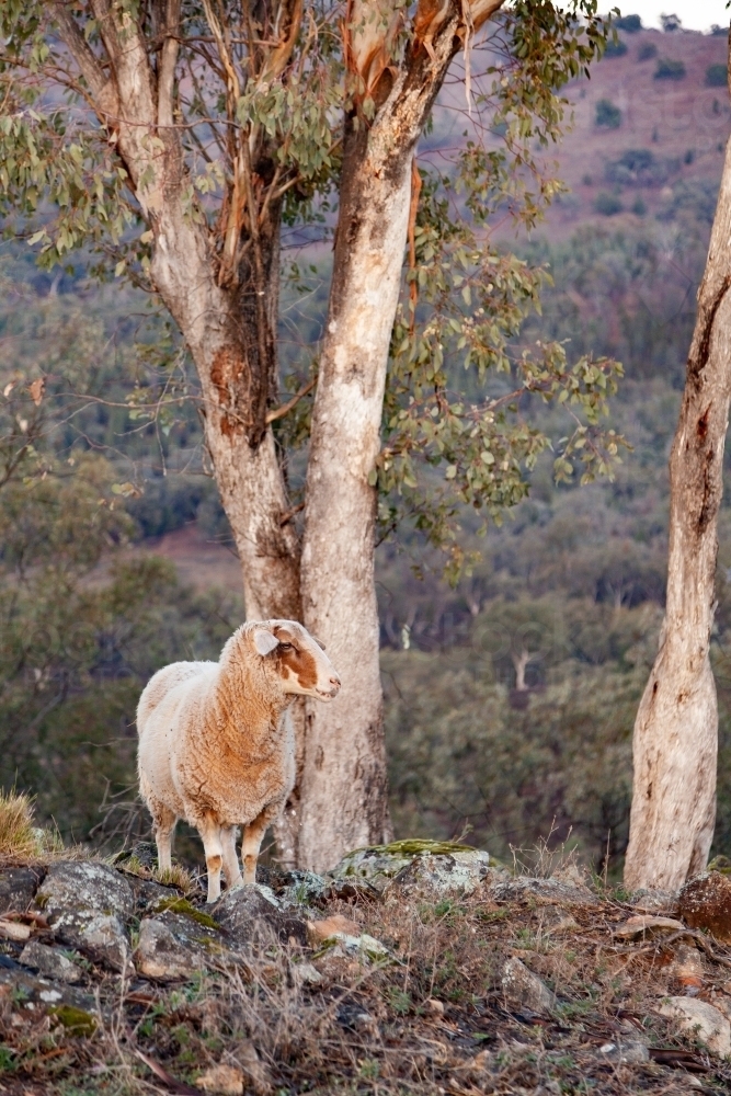 One sheep on hillside in the mountains - Australian Stock Image