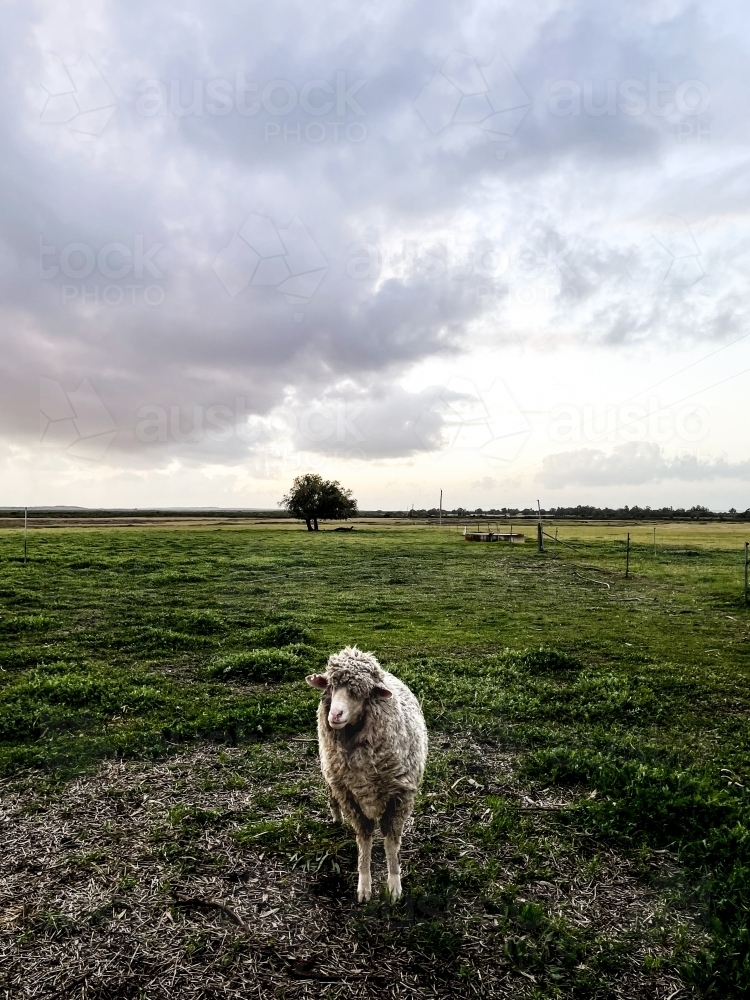 One Sheep Standing in Green Paddock - Australian Stock Image