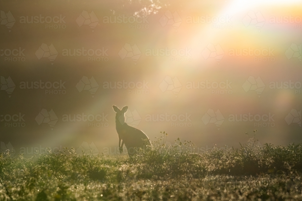 One solitary kangaroo looking up with the sun shining through the fog. - Australian Stock Image