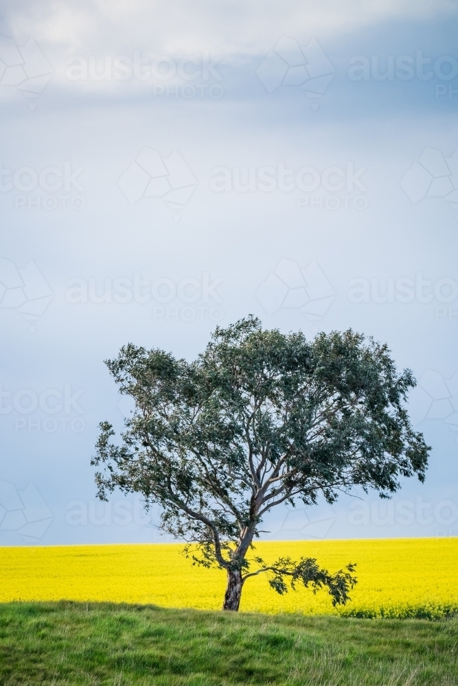 One tree and a canola crop - Australian Stock Image