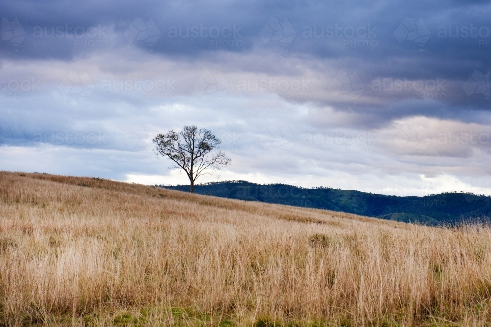 one tree in country Queensland landscape with purple sunset clouds - Australian Stock Image