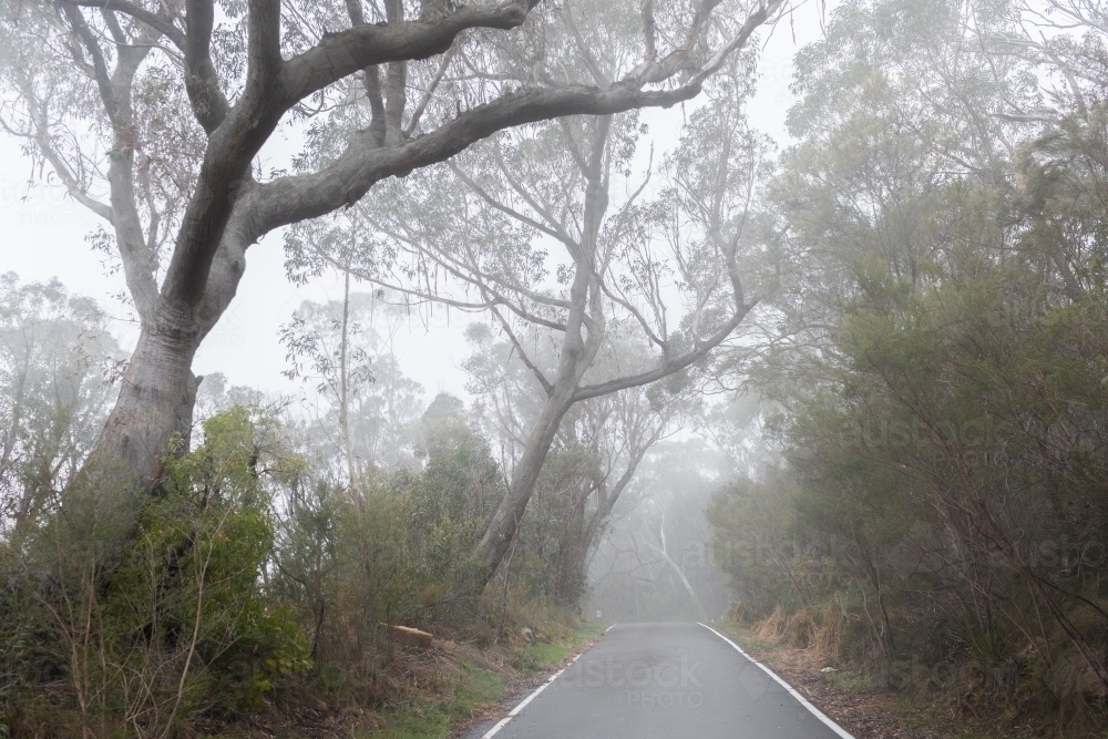 One way road through misty tunnel of trees and bushland Blackheath Australia - Australian Stock Image