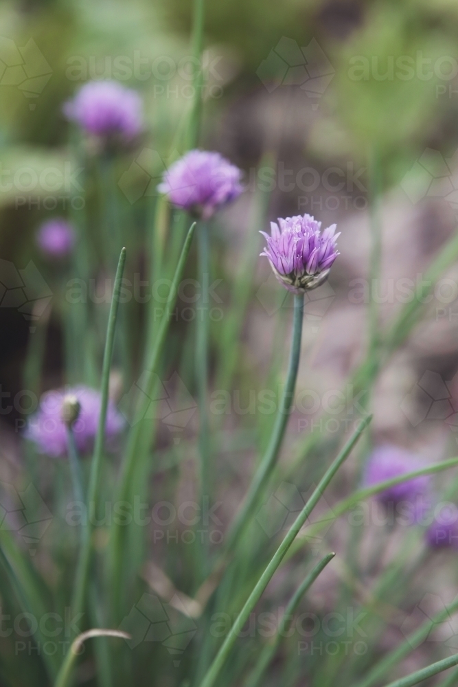 Onion flowers - Australian Stock Image