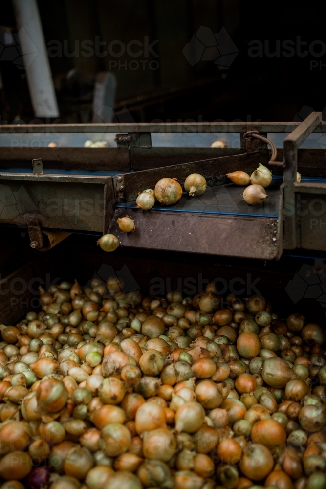 Onions being graded - Australian Stock Image