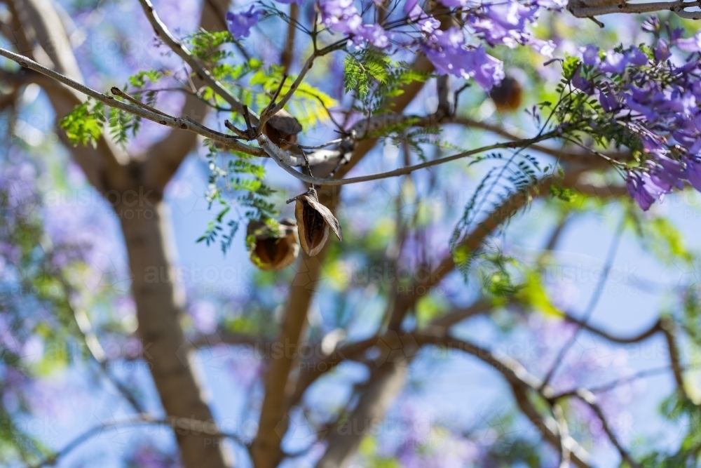 Open seed pod case of flowering jacaranda tree - Australian Stock Image