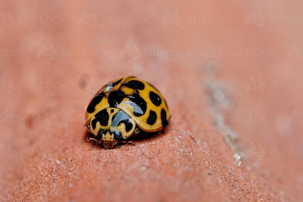 Orange and Black Ladybird - Australian Stock Image