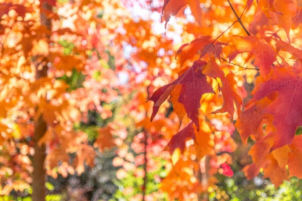 Orange autumn leaves - Australian Stock Image