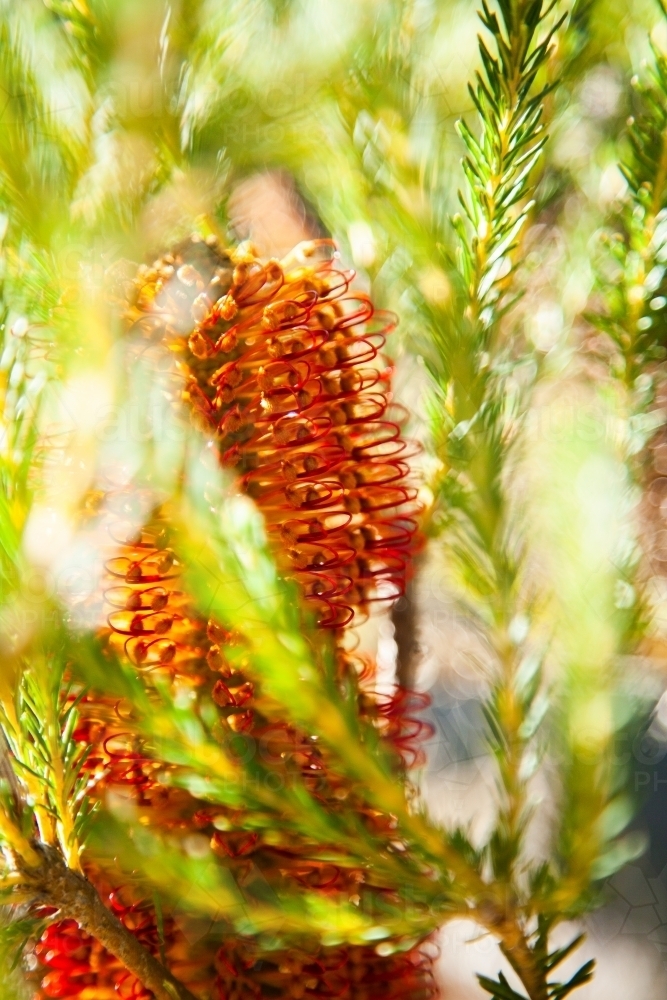 Orange banksia flower on bush - Australian Stock Image