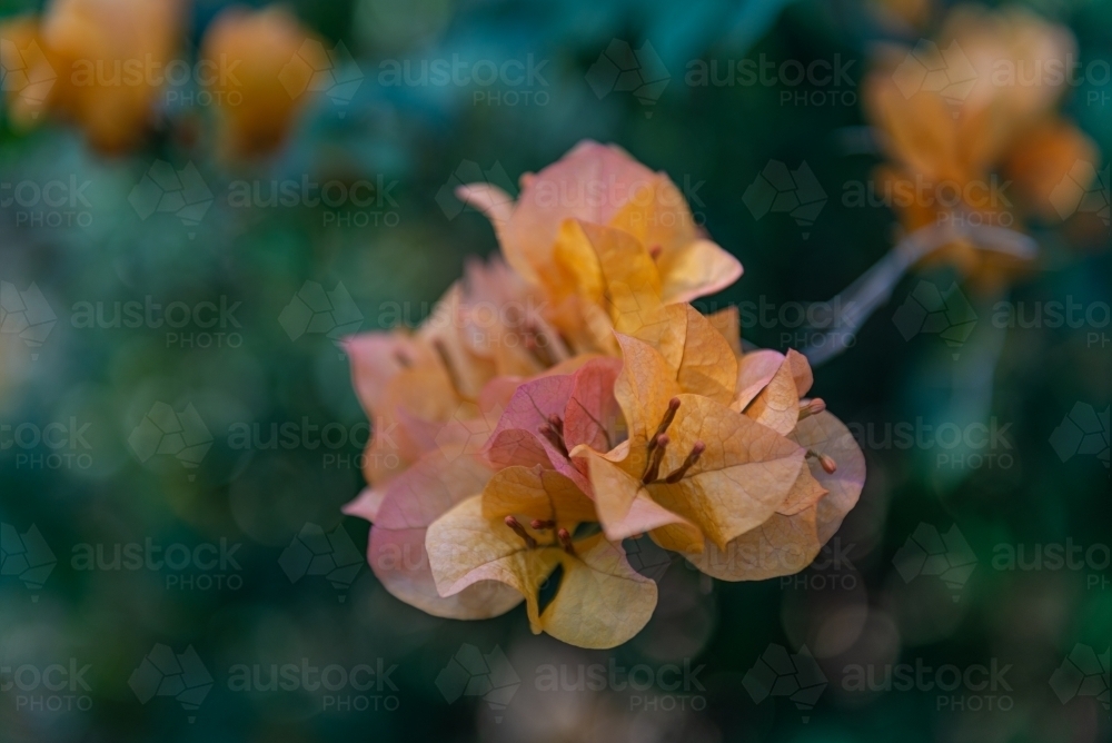 Orange Bougainvillea - Australian Stock Image