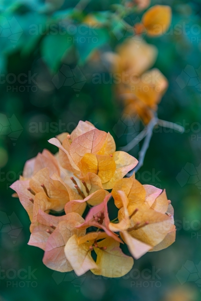 Orange Bougainvillea - Australian Stock Image