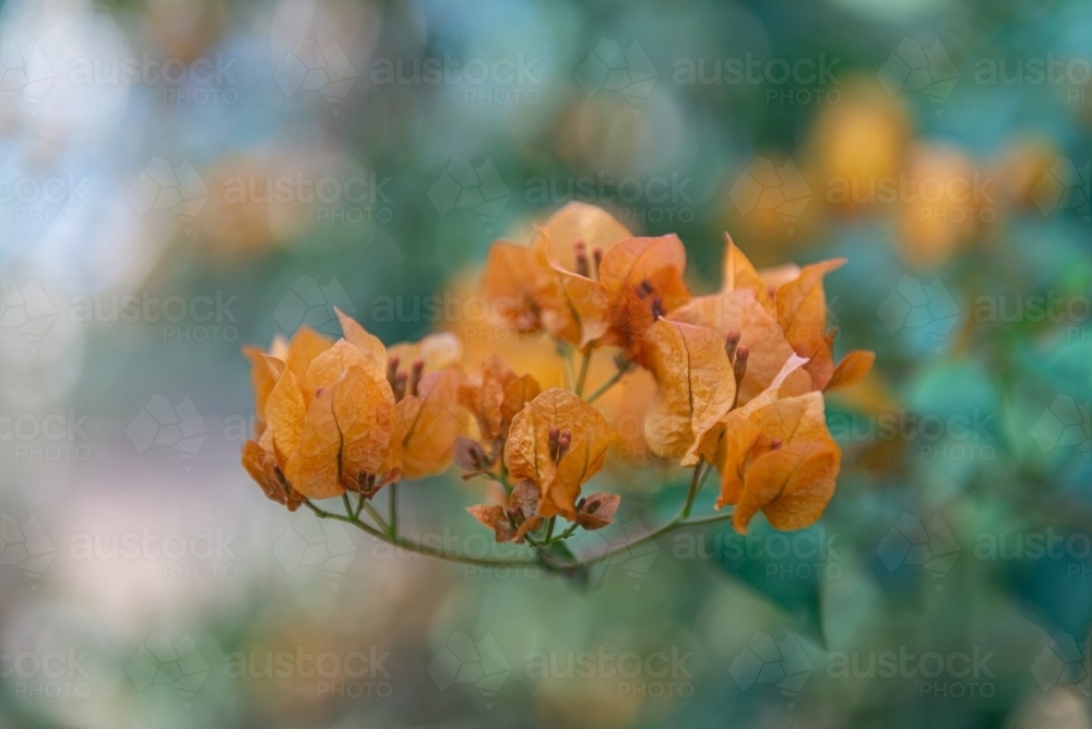 Orange Bougainvillea - Australian Stock Image