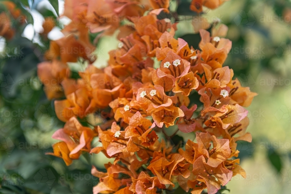 Orange Bougainvillea - Australian Stock Image