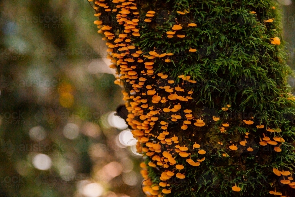 orange fungus and moss growing on rainforest trees - Australian Stock Image