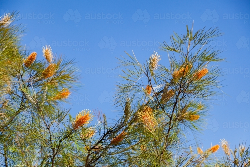 Orange grevillea against blue sky - Australian Stock Image