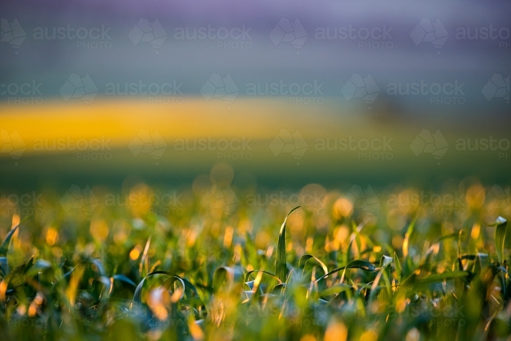 Orange light over Beckom wheat with yellow background - Australian Stock Image