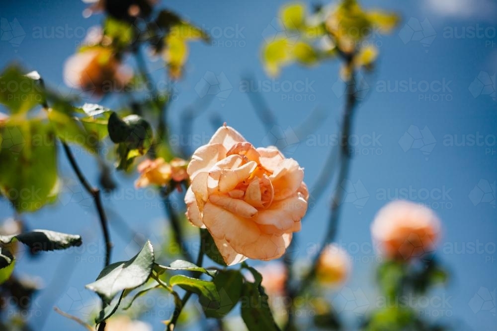 Orange roses in suburban garden - Australian Stock Image