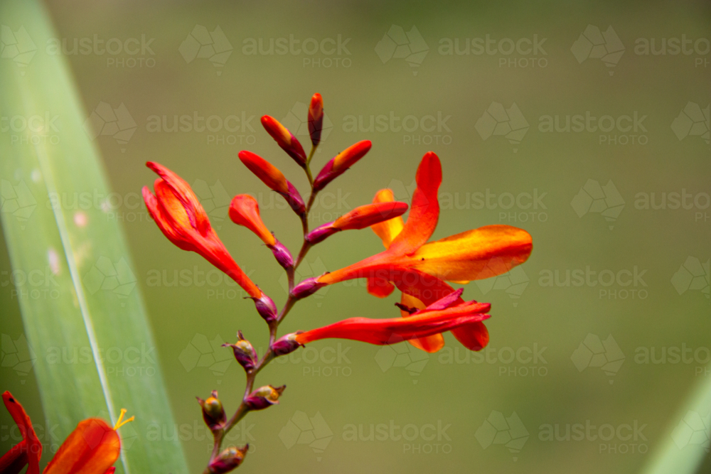 Orange sprouting flower in focus - Australian Stock Image