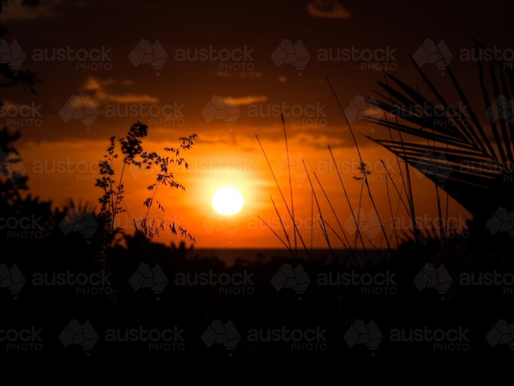 Orange sunset through foliage - Australian Stock Image