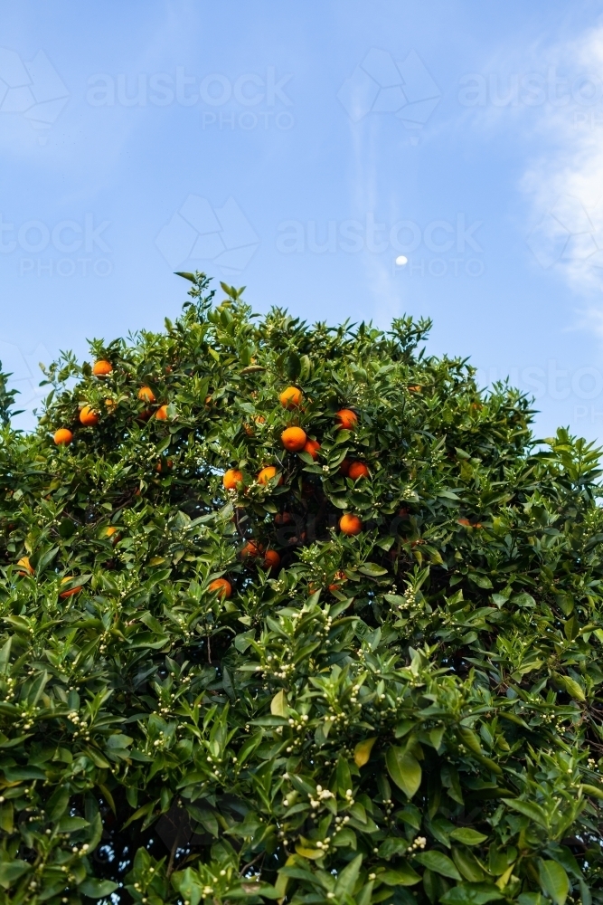 Oranges left unpicked at top of tall citrus tree - Australian Stock Image