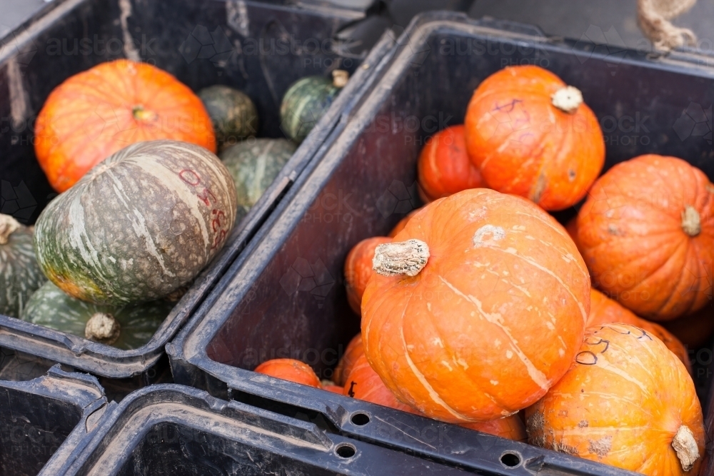 Organic pumpkins in plastic bins at a regional farmers market - Australian Stock Image