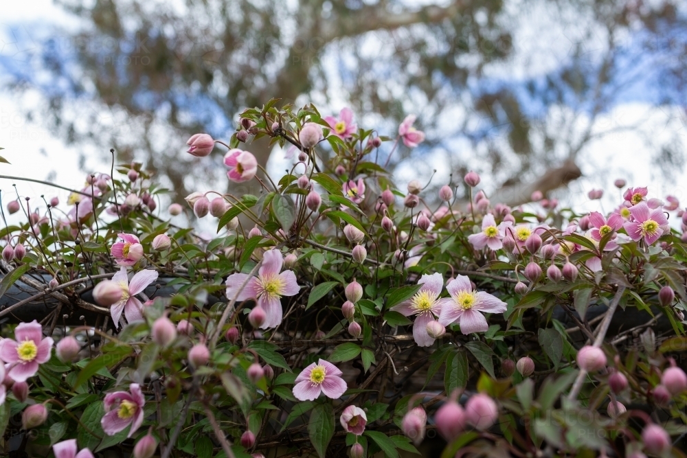 ornamental climbing plant with pink flowers starting to bloom - Australian Stock Image